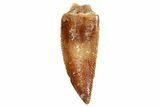 Serrated, Raptor Tooth - Real Dinosaur Tooth #247052-1